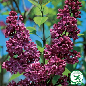 [yVsX艿i] yVX[p[SALE i CbN c y`[YW[z |bgc ̖