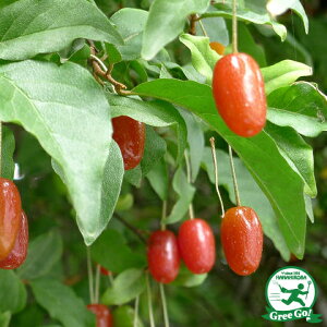 ◆送料無料◆ グミ 苗木 【大実 西洋グミ】 接ぎ木 ポット苗 (ニーム小袋付き) 茱萸 胡頽子 苗 果樹 果樹苗 ※北海道・沖縄は送料無料適用外です。