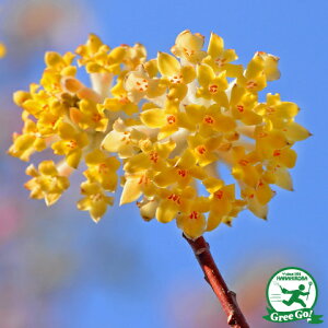 ~c}^ c y~c}^  iOjz |bgc  O c  t V{c[