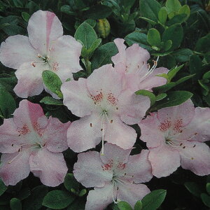さつき 盆栽 植木の通販 価格比較 価格 Com