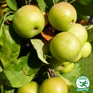  c y i˂܂jz |bgc S[fNuAbv }X ь c ʎ ʎc P