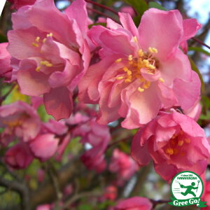   dJChE|bgc ij[ܕtj kCE͑KpOłB