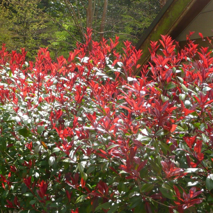 楽天市場 まとめ買い割引 10 Off レッドロビン 苗 選抜 スカーレットパール 5号ポット苗 18本セット ベニカナメモチ 三重カナメ 苗木 植木 庭木 生垣 目隠し 公園 常緑樹 高木 苗木の専門店 グリーンでｇｏ