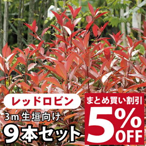楽天市場 花木 庭木 植木 庭木 生垣 目隠し レッドロビン 苗木の専門店 グリーンでｇｏ