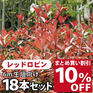 楽天市場 花木 庭木 植木 庭木 生垣 目隠し レッドロビン 苗木の専門店 グリーンでｇｏ