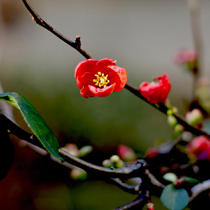 楽天市場 ボケ 苗木 寒木瓜 かんぼけ 約0 6m 根巻き苗 寒ボケ 苗 庭木 落葉樹 低木 盆栽 苗木の専門店 グリーンでｇｏ