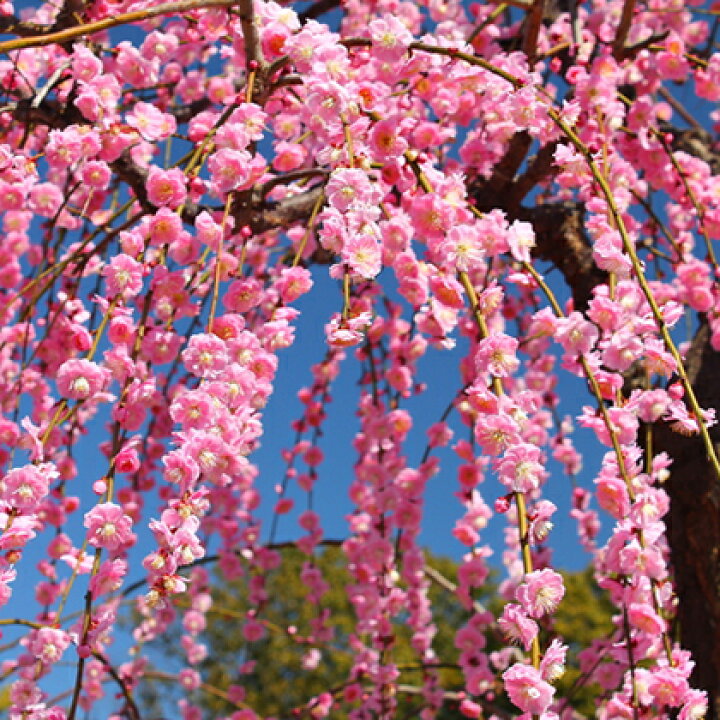 楽天市場 送料無料 花梅 苗 ピンク花 しだれ梅 1年生 約0 7m ポット苗 ニーム小袋付き はなうめ 苗木 庭木 落葉樹 シンボルツリー 北海道 沖縄は送料無料適用外です 苗木の専門店 グリーンでgo 楽天市場 送料無料 花梅 苗 ピンク花 しだれ梅 1年生 約0 7m ポット苗 ニーム小袋付き はなうめ 苗木 庭木 落葉樹 シンボルツリー 北海道 沖縄は送料無料適用外です 苗木の専門店 グリーンでgo