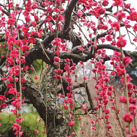 楽天市場 しだれ梅 種類 植物 ウメ の通販