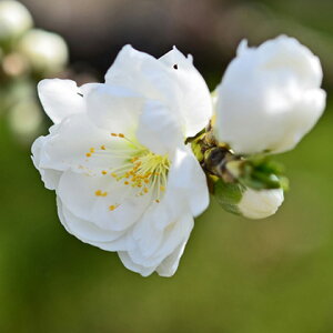 植木 盆栽 花桃の人気商品 通販 価格比較 価格 Com