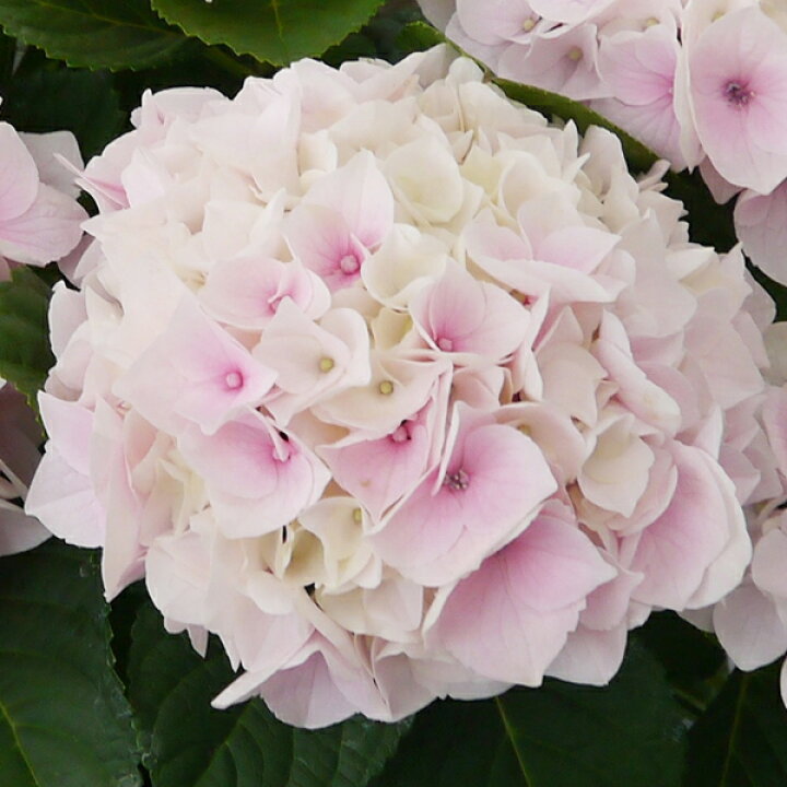 楽天市場 西洋アジサイ ハイドランジア 苗 コットンキャンディー 幼苗 紫陽花 品種 苗木 庭木 植木 花木 落葉樹 低木 日陰 Schroll 苗木の専門店 グリーンでｇｏ