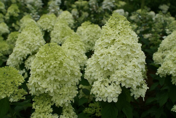 楽天市場 送料無料 アジサイ ピラミッドアジサイ 苗 ライムライト 5号ポット苗 ニーム小袋付き 糊空木 ノリウツギ 紫陽花 品種 苗木 庭木 植木 花木 落葉樹 低木 日陰 北海道 沖縄は送料無料適用外です 苗木の専門店 グリーンでｇｏ