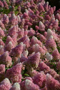 植木 盆栽 ノリウツギ 苗の人気商品 通販 価格比較 価格 Com