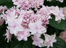 アジサイ 苗 【ガーデンアジサイ ウエディングブーケ】 幼苗 紫陽花 品種 苗木 庭木 植木 花木 落葉樹 低木 日陰 加茂セレクション