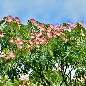 [yVsX艿i] OGO!H̃K[fjOՁ l̖ ylmLz |bgc R̖  t V{c[ CeAvc