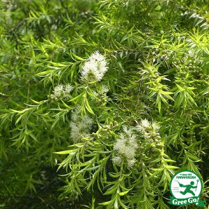 植木 盆栽 ティーツリーの人気商品 通販 価格比較 価格 Com