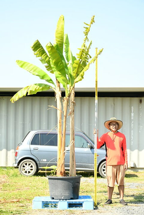 楽天市場 バショウ 苗 芭蕉 バショウ 3本立ち 鉢植え 南国風 庭 木 苗木 観葉植物 植木 庭木 シンボルツリー高木 苗木の専門店 グリーンでgo 楽天市場 バショウ 苗 芭蕉 バショウ 3本立ち 鉢植え 南国風 庭 木 苗木 観葉植物 植木 庭木 シンボルツリー高木 苗木の専門店 グリーンでgo