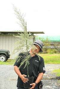 植木 盆栽 ティーツリーの人気商品 通販 価格比較 価格 Com 植木 盆栽 ティーツリーの人気商品 通販 価格比較 価格 Com