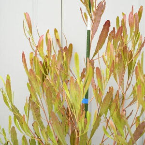 植木 盆栽 ドドナエアの人気商品 通販 価格比較 価格 Com