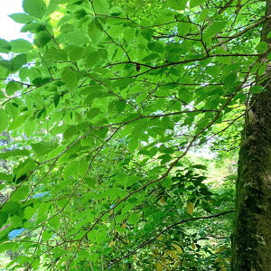 アオハダ 苗 【アオハダ】 ポット苗 苗木 植木 花木 庭木 シンボルツリー 落葉樹 高木 里山の木 自然派ガーデン 雑木