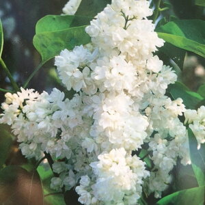 CbN c y}_Clz |bgc TLnVhC  c  t V{c[