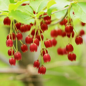 植木 盆栽 ドウダンツツジ 落葉樹の人気商品 通販 価格比較 価格 Com