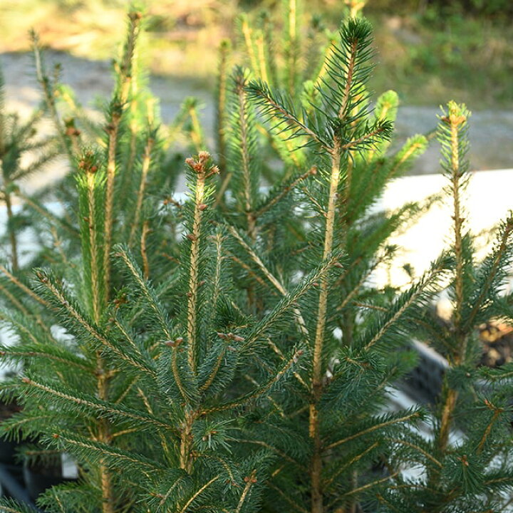 楽天市場 もみの木 苗 ドイツトーヒー ポット苗 クリスマスツリー ドイツトウヒ 苗木 植木 庭木 シンボルツリー 針葉樹 常緑樹 高木 苗木の専門店 グリーンでｇｏ