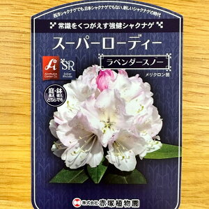 植木 盆栽 ラベンダーの人気商品 通販 価格比較 価格 Com