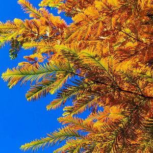 ^ZRCA c y^ZRCAz 0.5m |bgc ^ZRC  ڂ̂ V{c[ XH c t  R̖ RhK[f G 