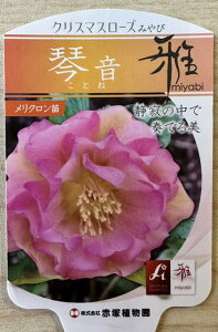 [�y�V�s��X���艿�i] ���O��GO!�~�̑労�ӍՁ� �N���X�}�X���[�Y �y�Չ� �i���Ƃˁj�z �|�b�g�c �h���� �����N���� �c ���N�� �ϊ��� ��� �O�����h�J�o�[