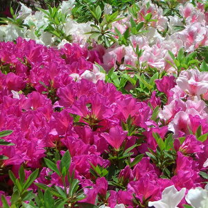  ccW c ̔ y˃ccW OFd炫 ~bNX gJ[z 5|bgc ij[ܕtj qhccW  c A Ԗ  _ ډB OhJo[ ~
