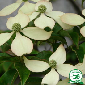 楽天市場 ヤマボウシ 庭木の通販