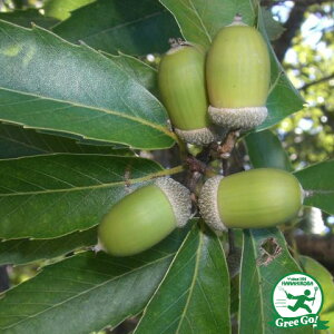 ◆送料無料◆ ウラジロガシ 苗 【樫の木 ウラジロガシ】 3〜5号ポット苗 (ニーム小袋付き) 裏白樫 かしの木 どんぐり の き 苗木 植木 庭木 生垣 目隠し 防風林 落葉樹 高木 ※北海道・沖縄