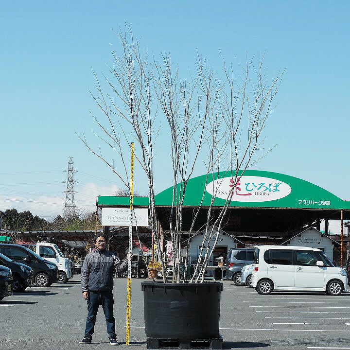楽天市場 現品発送 天然山堀 幹肌の美しい アオダモ 根巻苗寒いい地域で育ったアオダモ 植木 庭木 シンボルツリー 落葉樹 配送不可大型樹木 配送地域 愛知 岐阜 三重 滋賀県 静岡県 営業エリア限定商品 苗木の専門店 グリーンでｇｏ