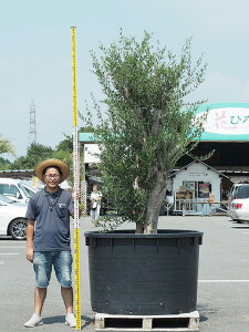 オリーブ 古木 盆栽 植木の人気商品 通販 価格比較 価格 Com