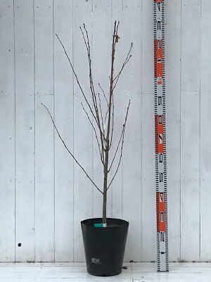 楽天市場 花木 庭木 植木 花木 桜 梅 桃 桜 さくら 河津桜 かわづざくら 苗木の専門店 グリーンでｇｏ