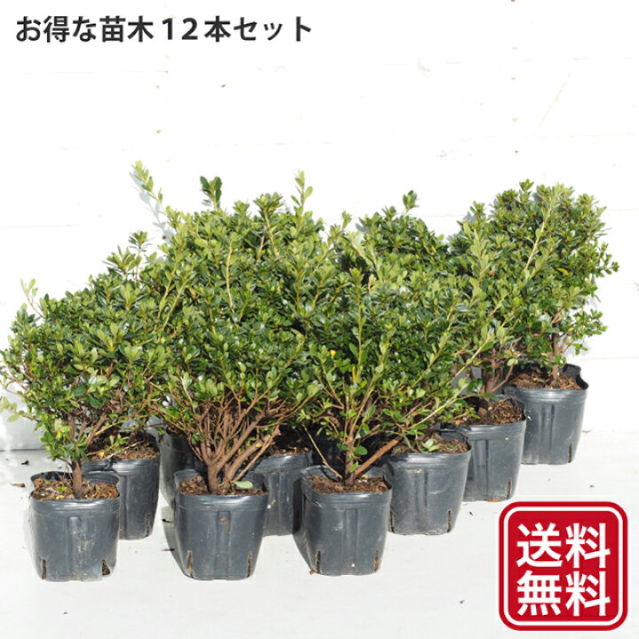 楽天市場 送料無料 ツツジ 苗木 販売 本霧島 ほんきりしま 4号ポット苗 12本セット 本キリシマ ツツジ さつき 苗 植木 花木 庭木 生垣 目隠し グランドカバー 盆栽 常緑樹 低木 北海道 沖縄は送料無料適用外です 苗木の専門店 グリーンでｇｏ