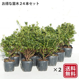 ◆送料無料◆ ツツジ 苗木 販売 【本霧島 （ほんきりしま） 】 4号ポット苗×24本セット 本キリシマ ツツジ さつき 苗 植木 花木 庭木 生垣 目隠し グランドカバー 盆栽 常緑樹 低木 ※北海道・沖縄は送料無料適用外です。