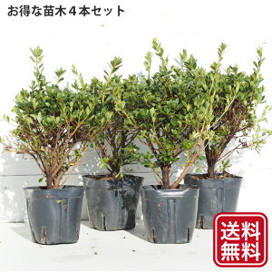 さつき 盆栽 植木の人気商品 通販 価格比較 価格 Com