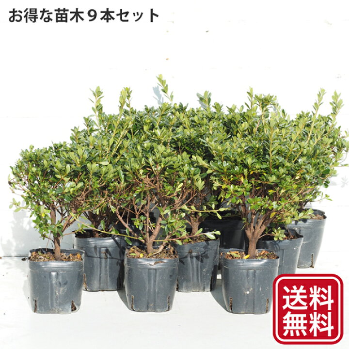 楽天市場 送料無料 ツツジ 苗木 販売 本霧島 ほんきりしま 4号ポット苗 9本セット 本キリシマ ツツジ さつき 苗 植木 花木 庭木 生垣 目隠し グランドカバー 盆栽 常緑樹 低木 北海道 沖縄は送料無料適用外です 苗木の専門店 グリーンでｇｏ