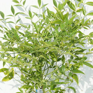 南天 白 盆栽 植木 植木 盆栽の人気商品 通販 価格比較 価格 Com