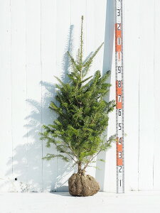 ݂̖ c yEW~z 1.0m c NX}Xc[ c A  V{c[ jt Ύ  A ~mL