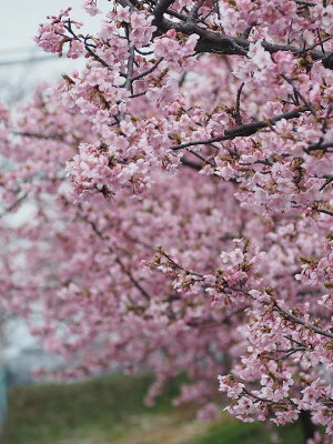 楽天市場 花木 庭木 植木 花木 桜 梅 桃 桜 さくら 河津桜 かわづざくら 苗木の専門店 グリーンでｇｏ