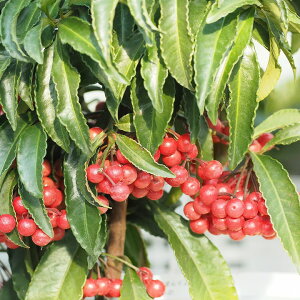   c y i܂傤j Ԏz |bgc ij[ܕtj N c  Ύ  _ kCE͑KpOłB