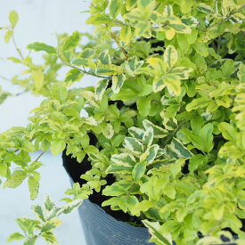 楽天市場 常緑低木 洋風 種類 植物 レモン 植木 ガーデニング 農業 花 ガーデン Diyの通販