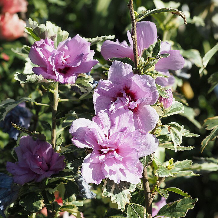 楽天市場 ムクゲ 苗 ヴァン ゴッホ ポット苗 木槿 苗木 庭木 落葉樹 シンボルツリー バンゴッホ 苗木の専門店 グリーンでｇｏ