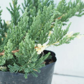 楽天市場 植木 種類 植物 ブルーアイス ガーデニング 農業 花 ガーデン Diy の通販
