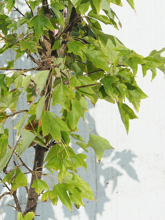 楽天市場 トウカエデ 花散里 ハナチルサト 鉢植え 庭木 落葉樹 シンボルツリー もみじ 苗 シンボルツリー 落葉樹 高木 メープルレインボー 苗木の専門店 グリーンでgo 楽天市場 トウカエデ 花散里 ハナチルサト 鉢植え 庭木 落葉樹 シンボルツリー もみじ 苗 シンボルツリー 落葉樹 高木 メープルレインボー 苗木の専門店 グリーンでgo