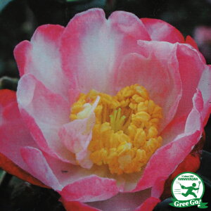 ◆送料無料◆ サザンカ 苗 【アゲハサザンカ】 約0.7m 根巻き苗 (ニーム小袋付き) 山茶花 苗木 植木 花木 庭木 生垣 目隠し 常緑樹 高木 アゲハ蝶サザンカ アゲハサザンカ ※北海道・沖縄は