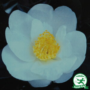 サザンカ 苗 【千代鶴(ちよづる)】 約0.7m 根巻き苗 山茶花 苗木 植木 花木 庭木 生垣 目隠し 常緑樹 高木