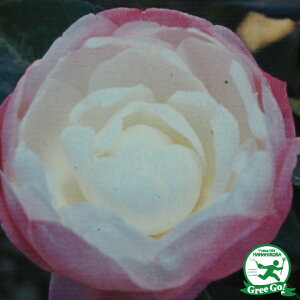 TUJ c yaxmi܂Ƃӂjz 0.7m c R c A Ԗ  _ ډB Ύ 